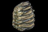 Southern Mammoth Molar Section - Hungary #123664-2